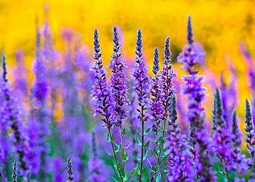 《铲子骑士》开发商年度发布会将于2月2日如期举行